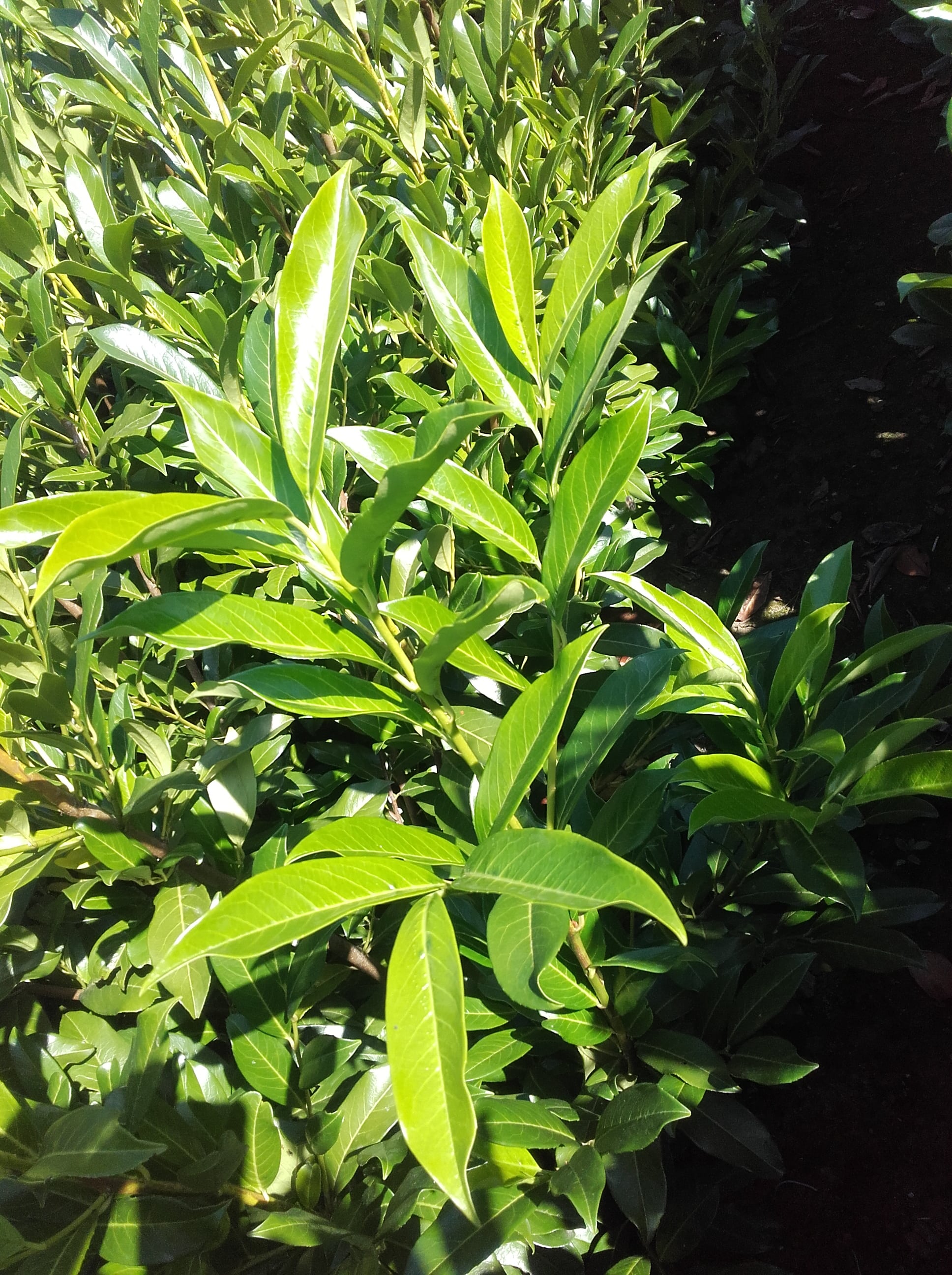 Foto van Prunus laurocerasus 'Caucasica' / ‘Italica’